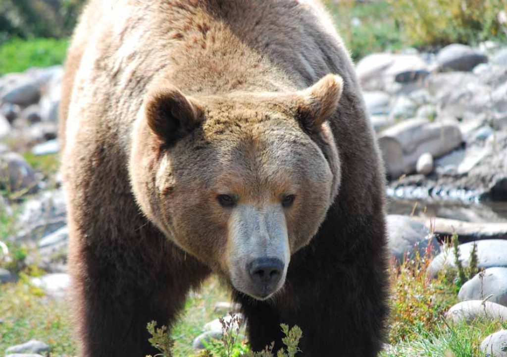 Wild und ungezähmt - Grizzly Bär