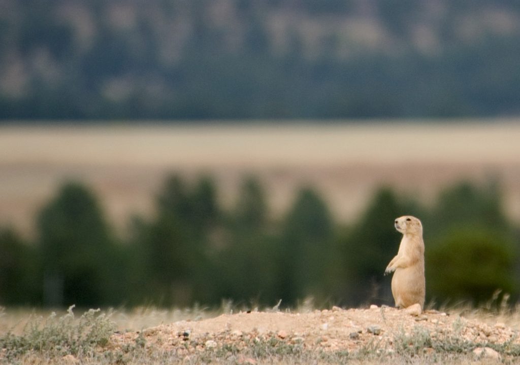 Wild und ungezämt - Prairie Dog