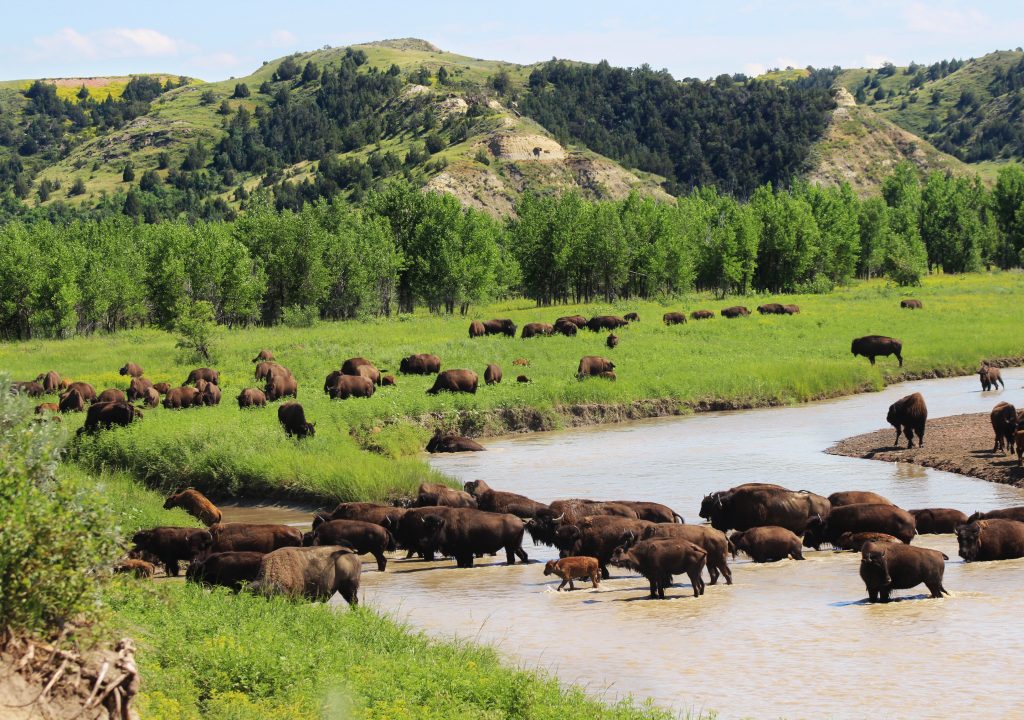 Wild und ungezähmt - Bison 