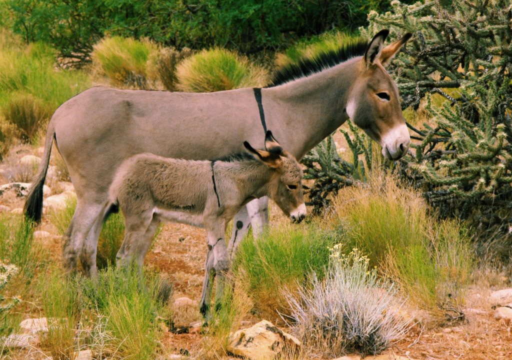 Tierwelt Red Rock Canyon