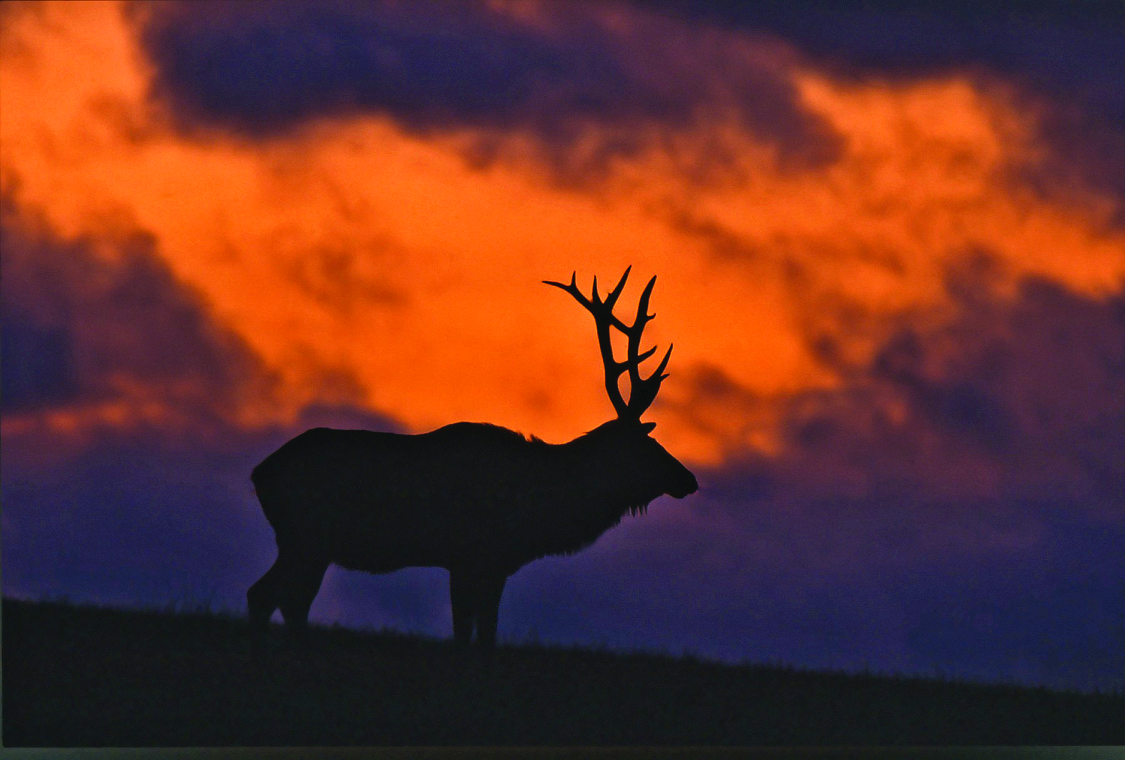 Wildlife Spirit Of The West Magazine wildlife-spirit-of-the-west-magazine