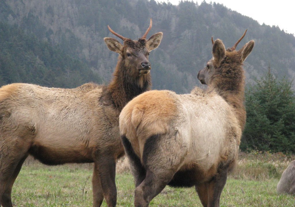 Roosevelt Elk