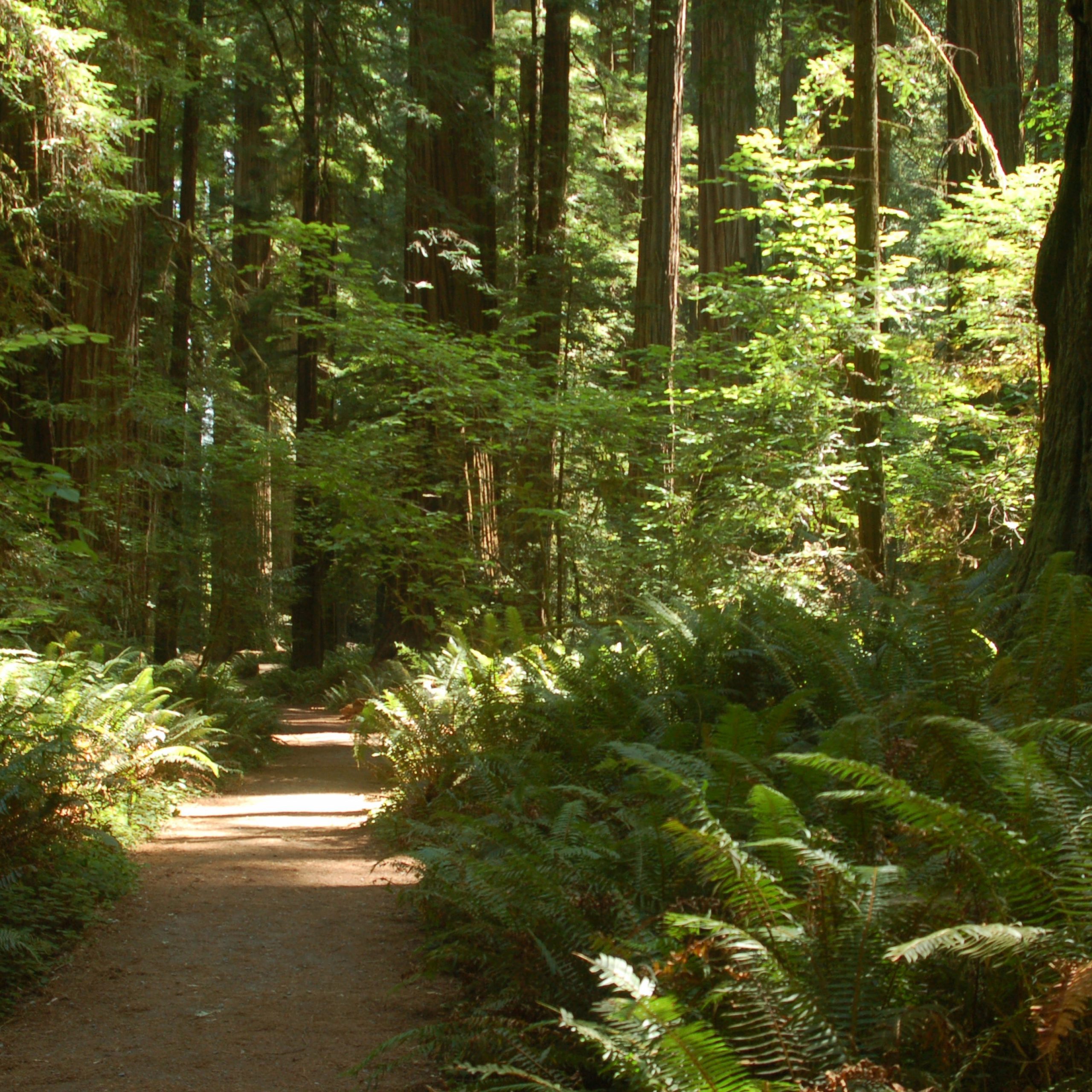 Stout Grove Redwood Nationalpark