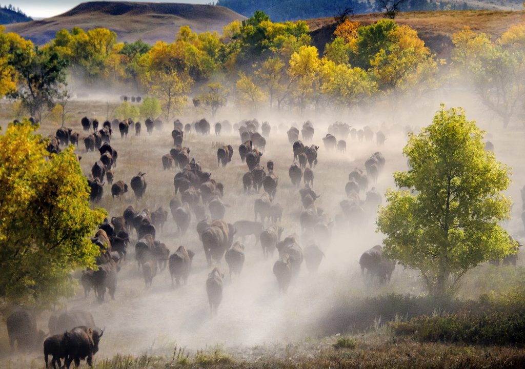 Buffalo Roundup