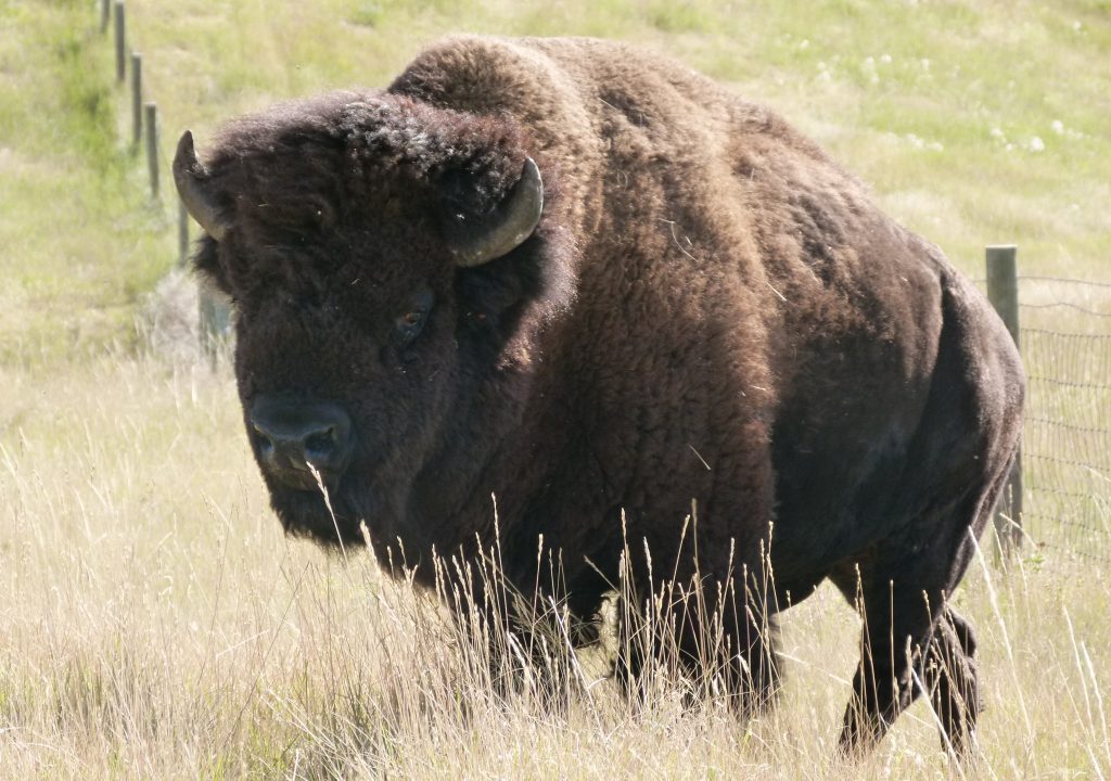 Buffalo Roundup