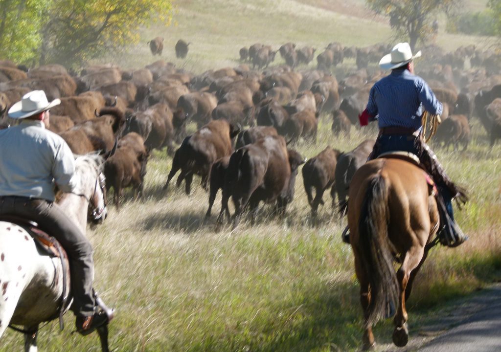 Buffalo Roundup