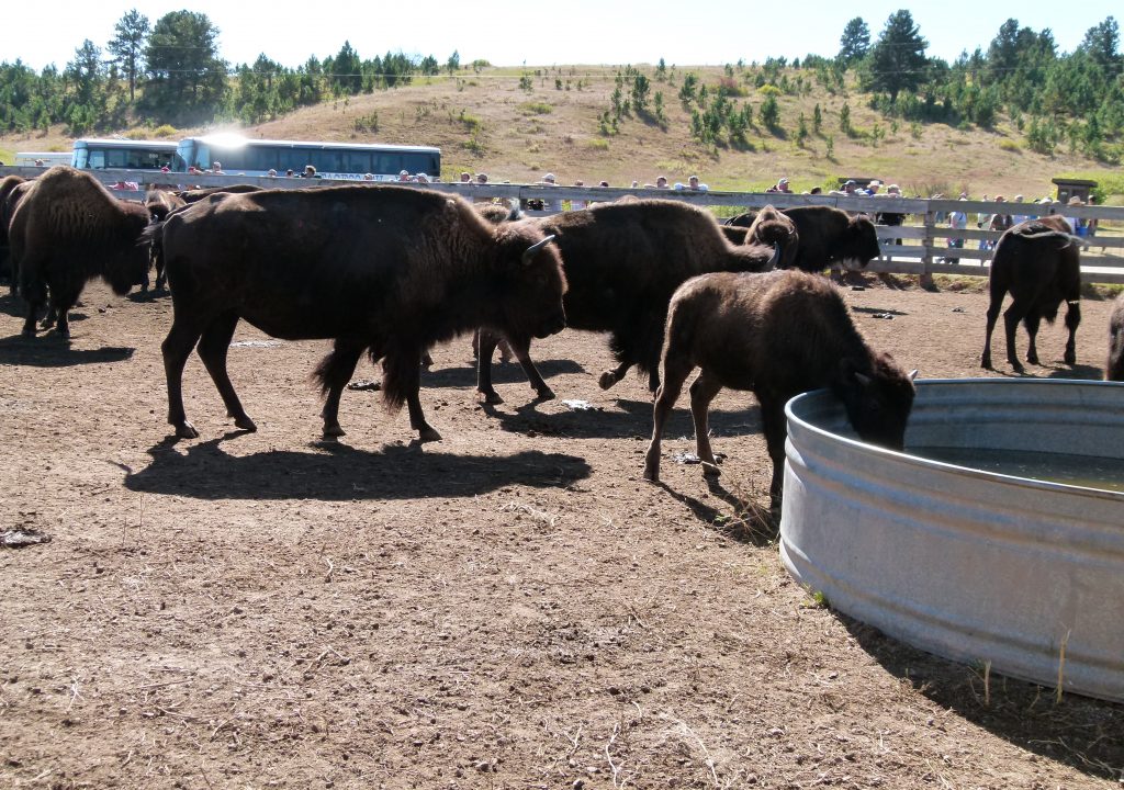 Buffalo Roundup