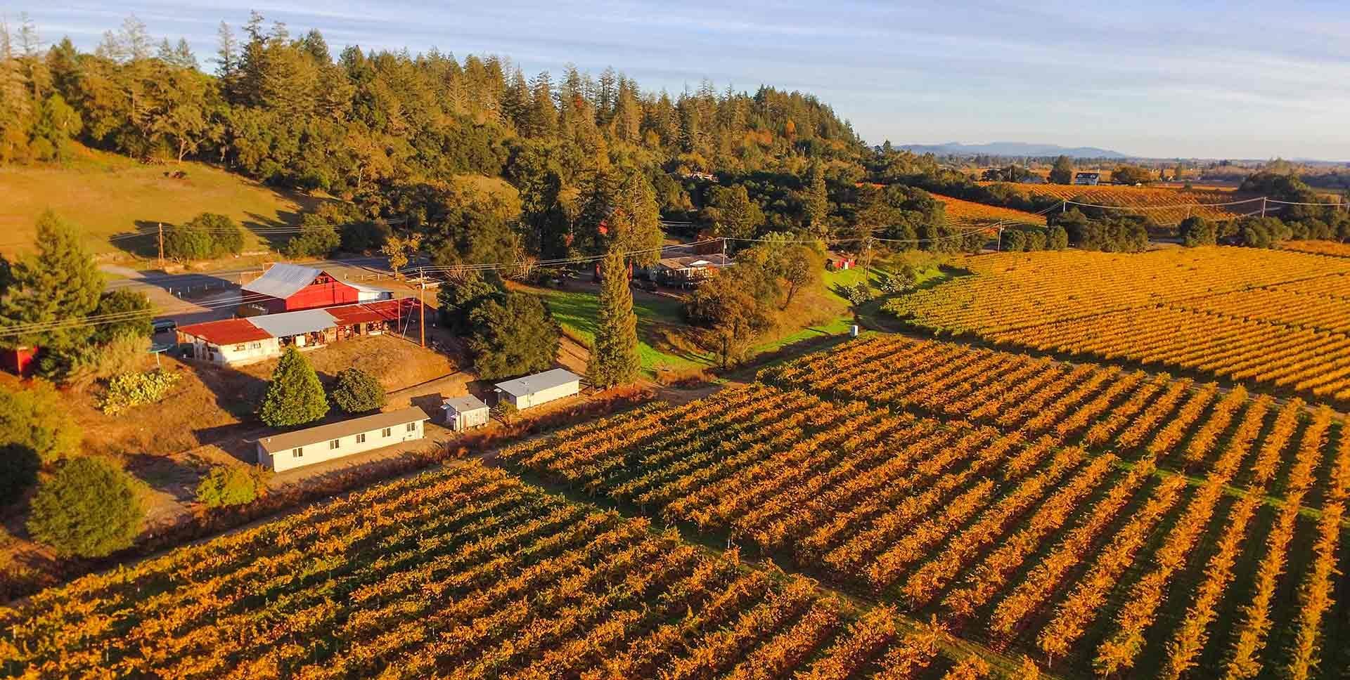 Sonoma vineyards