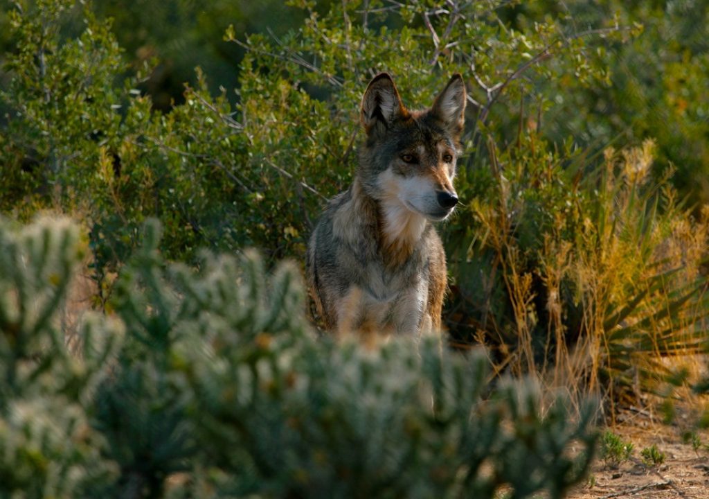 Mexican Gray Wolf at Heritage Park Zoological Sanctuary