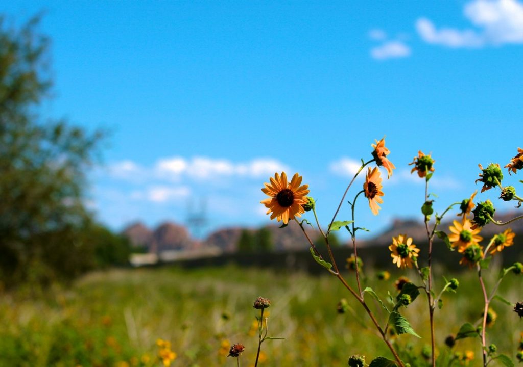 Prescott Arizona