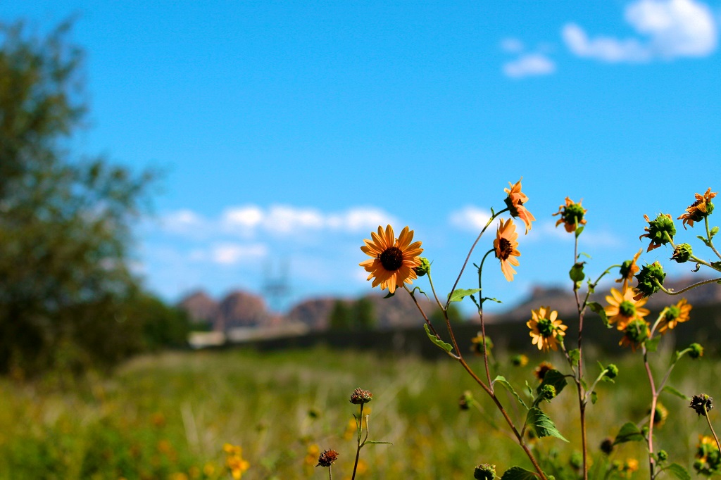 sce30 - Sunflowers on the Peavine Trail in Prescott_web