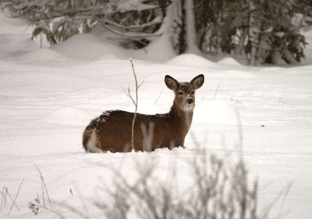 Deer in deep snow_web