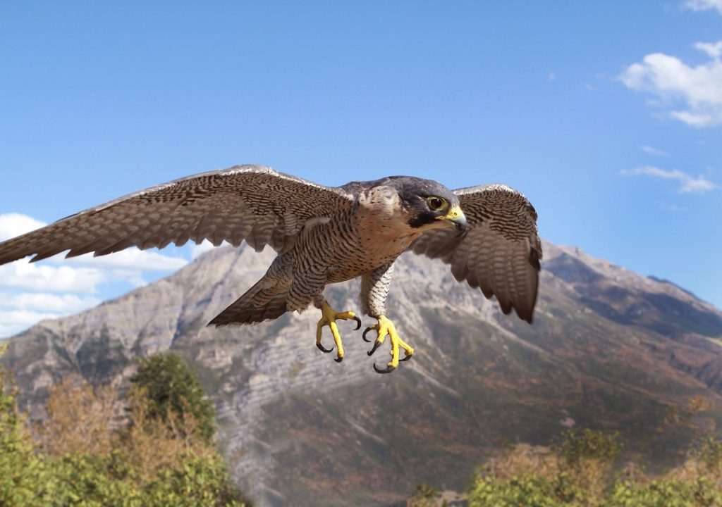 Peregrine falcon, Wanderfalke