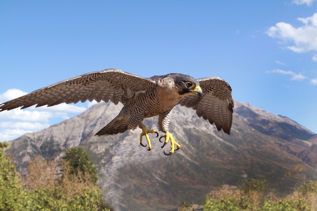Peregrine Falcon, Wanderfalke