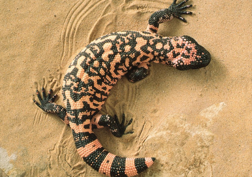 Gila Monster