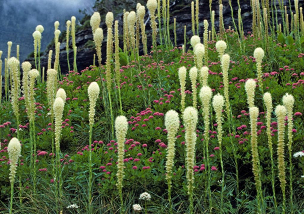 Glacier NP Festival der Wildblumen