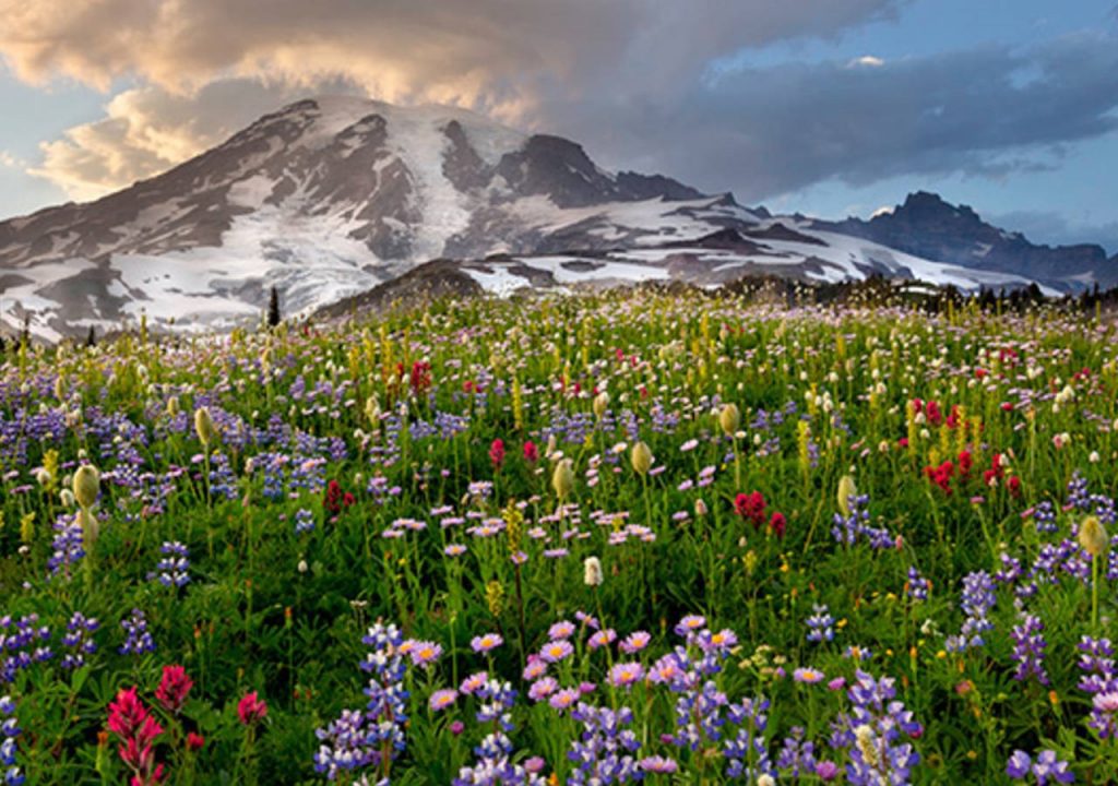 Mount Rainier Festival der Wildblumen