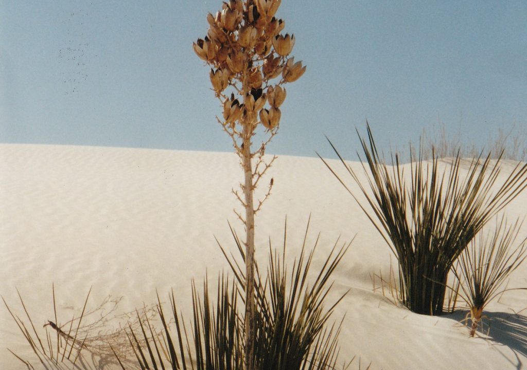White Sands
