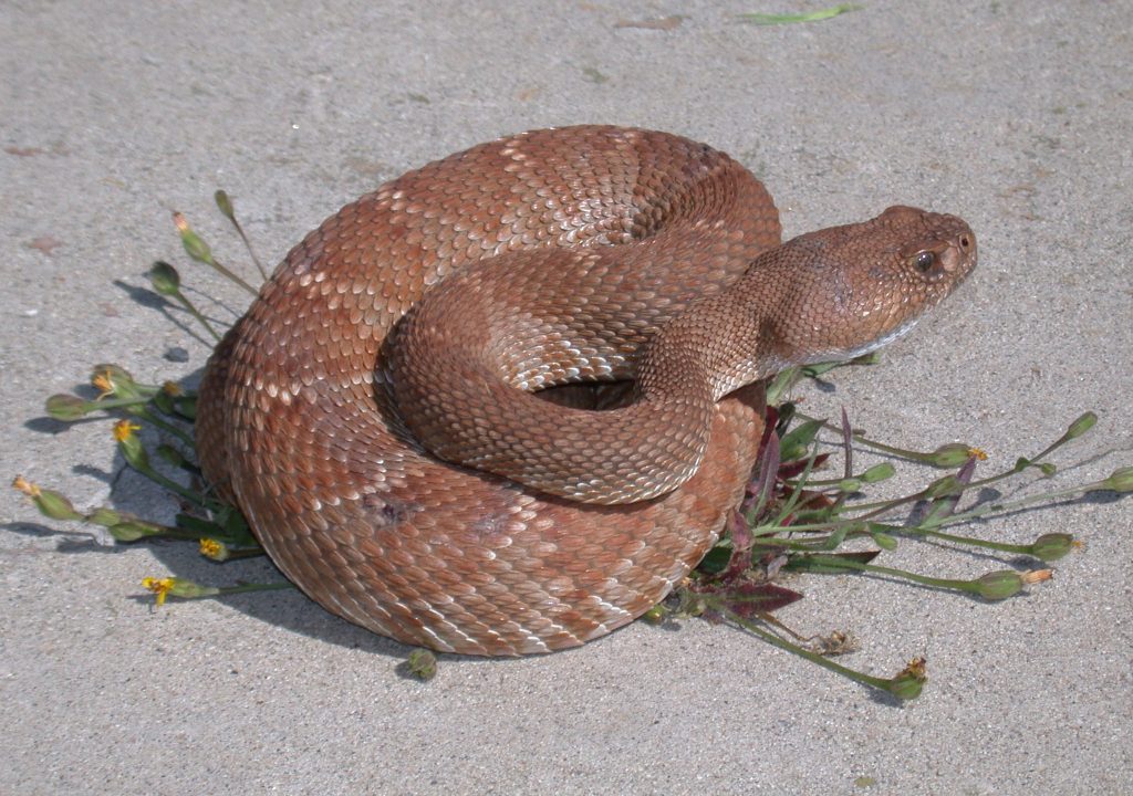 Kalifornischer Nervenkitzel