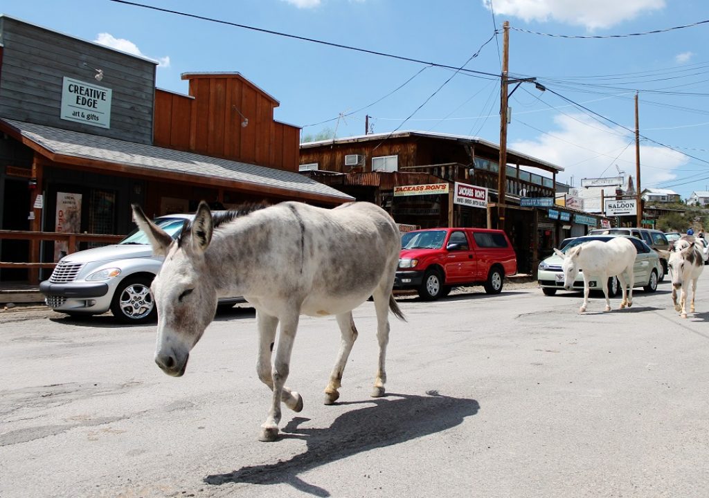 Oatman Burros