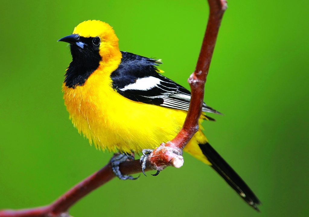 Beatty - Nevada Hooded Oriole