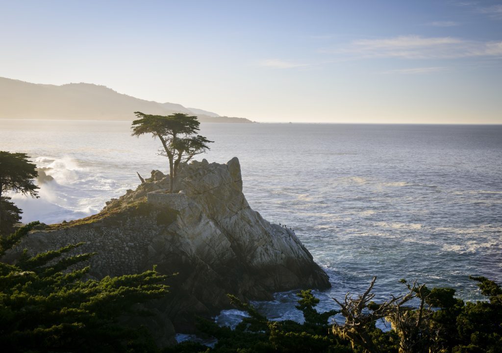 Lone Cypress