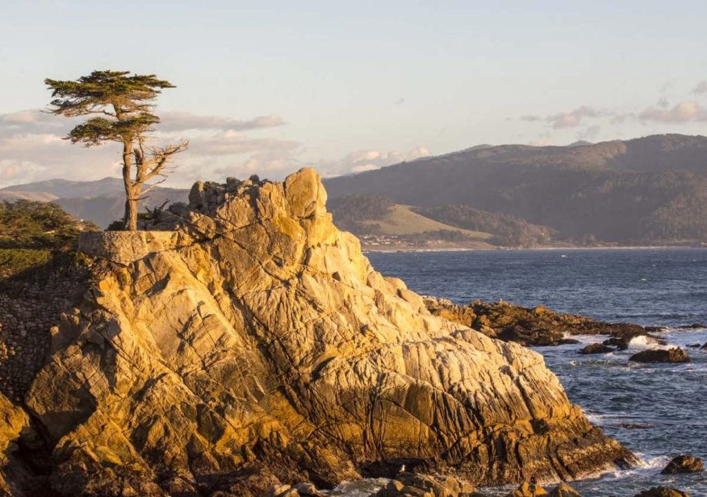 Lone Cypress