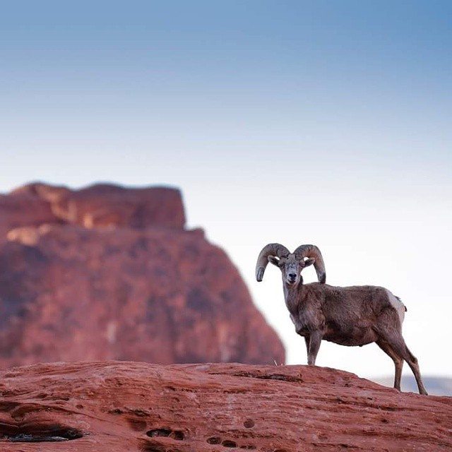 Valley of Fire Big Horn Sheep
