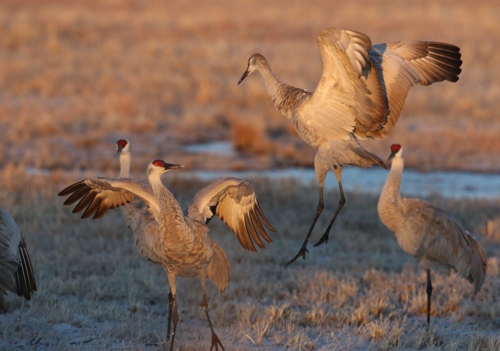 Kranich Festival 2026