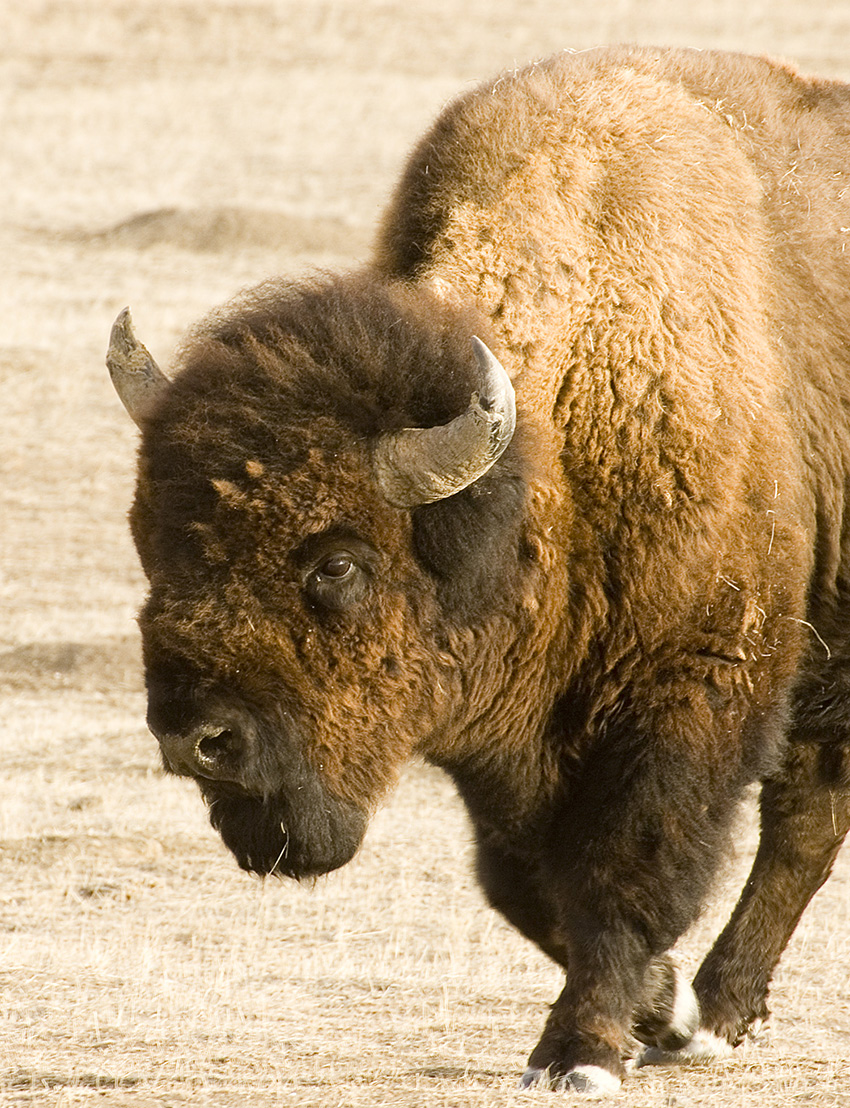 Bison