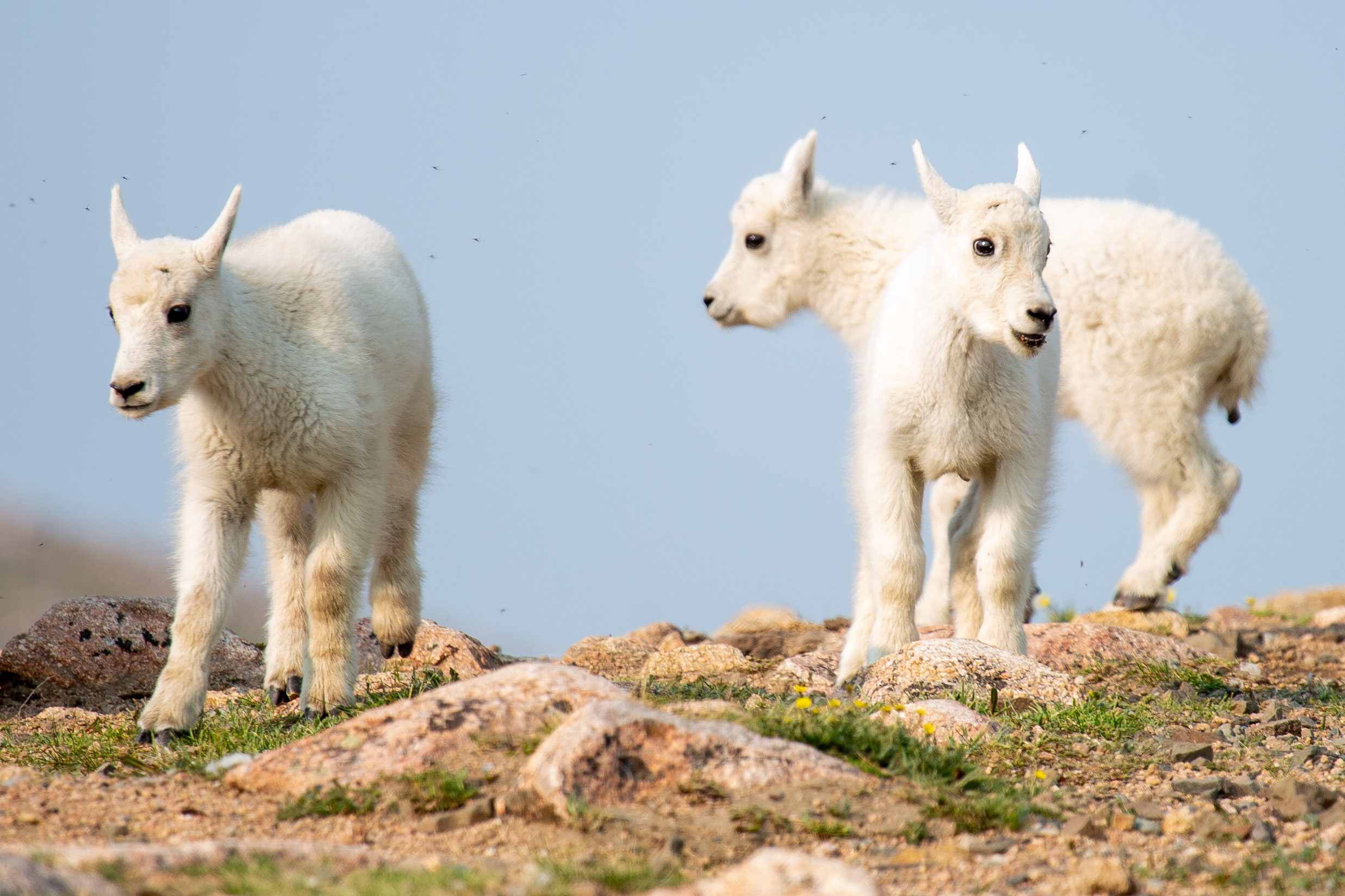 Mountain goats 