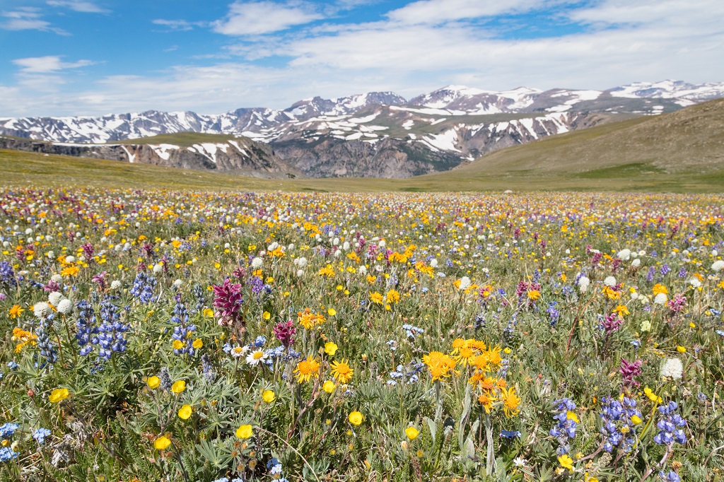 Wildflowers on Beartooth Pass