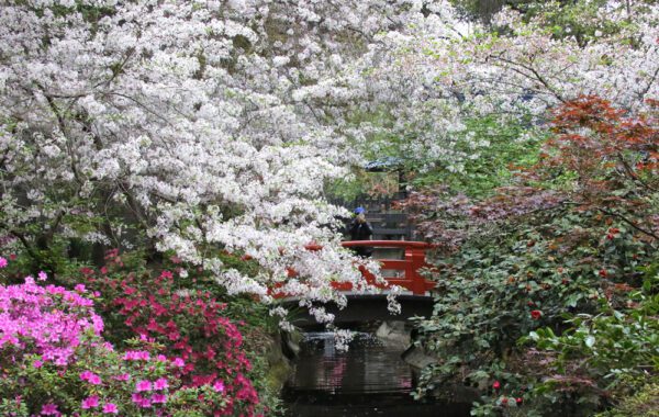 Kirschblüte Descanso Gardens