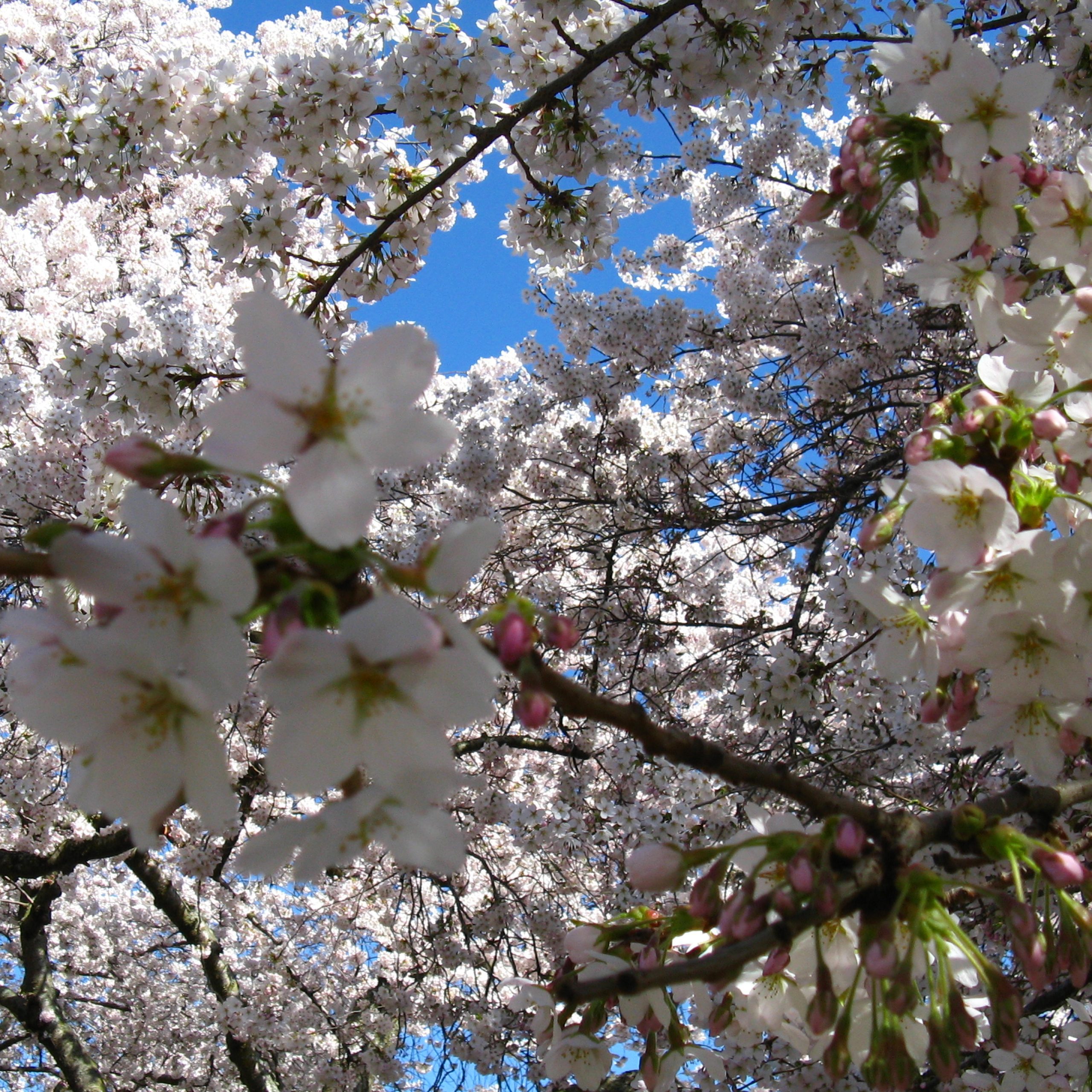 Kirschblüte im Westen Amerikas