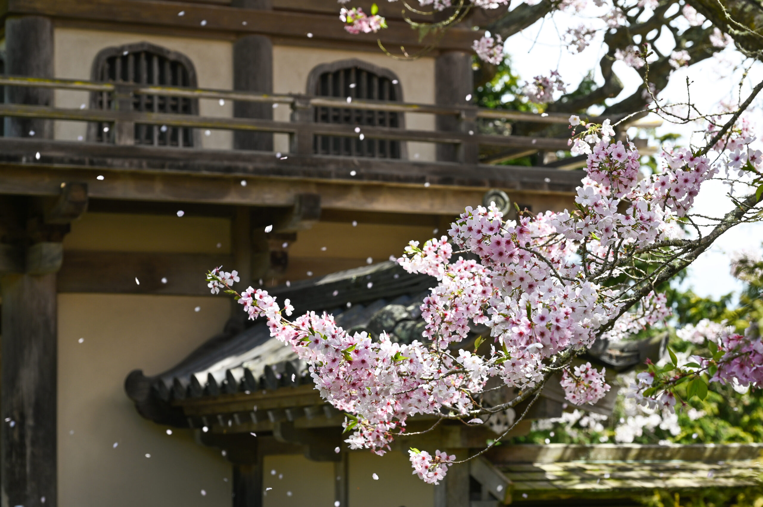 Kirschblüte Japanese Tea Garden