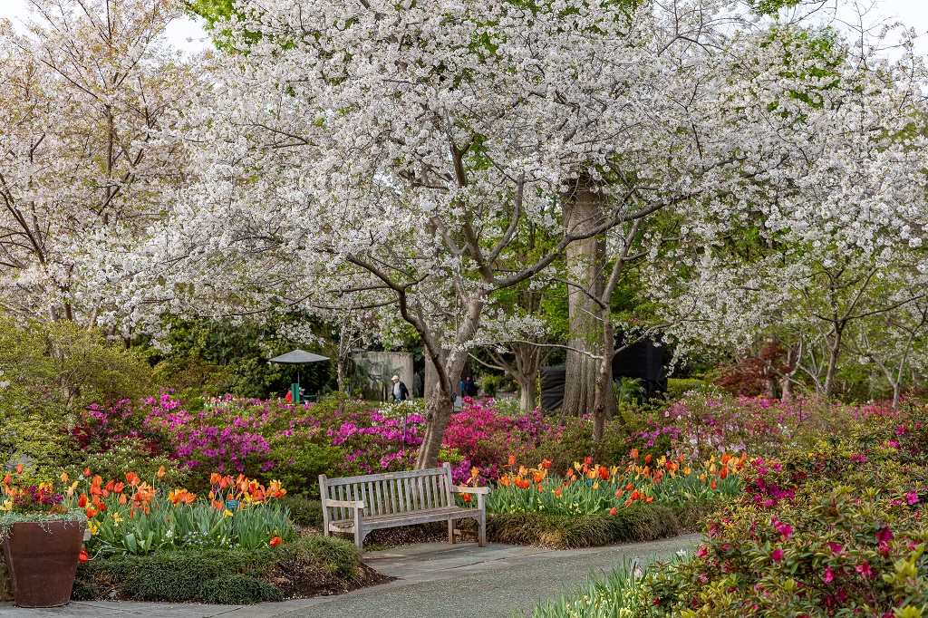 Kirschblüte im Dallas Arboretum