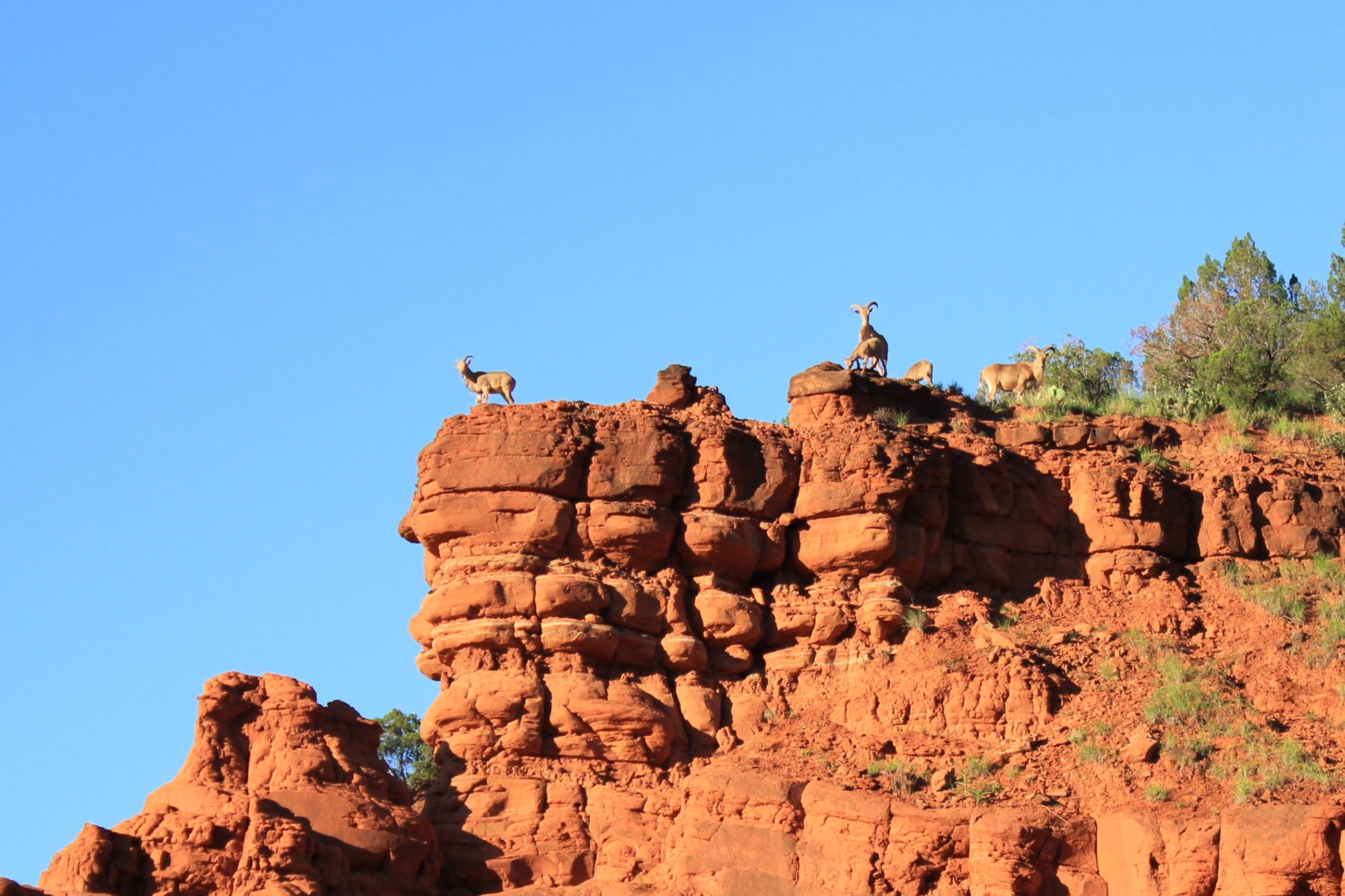 Wildlife Caprock Canyons