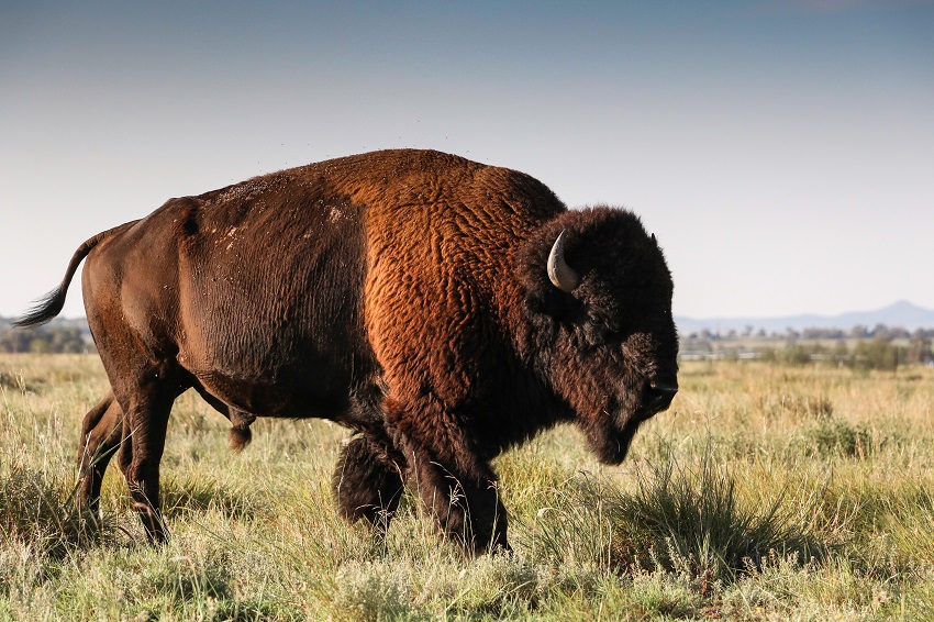 Bison 