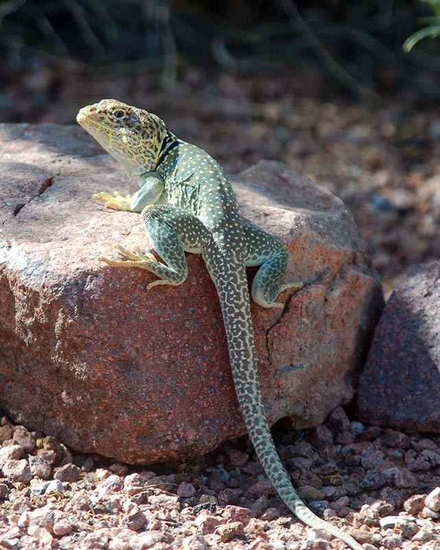 Lizard Caprock Canyons