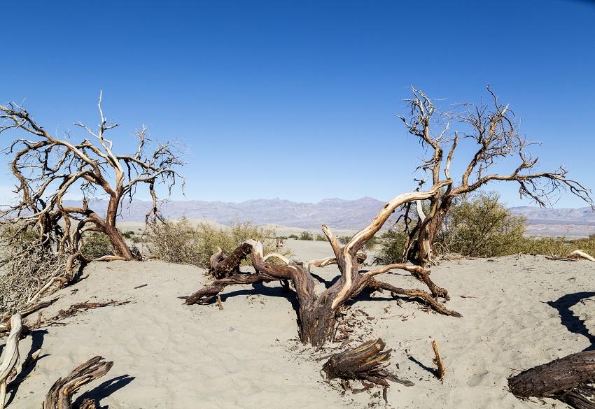 Mesquite Flat