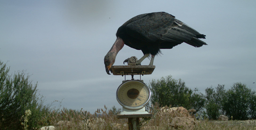 Condor on camera
