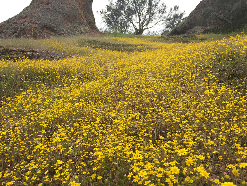 Pinnacles National Park