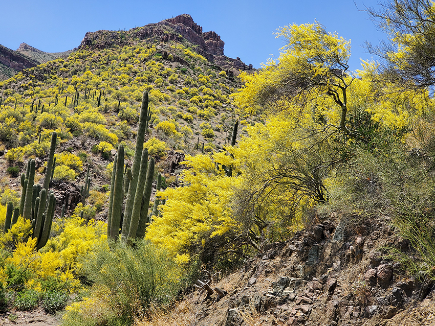 Blooming Palo Verde Aravaipa Canyon