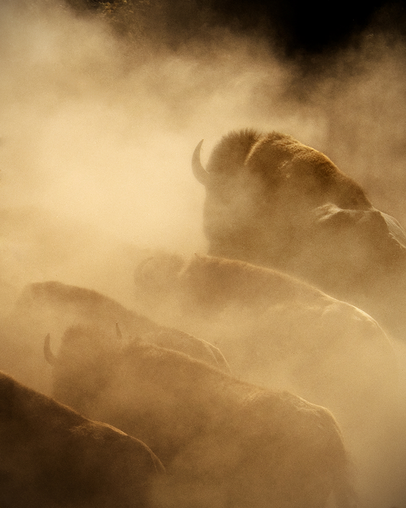 Buffalo