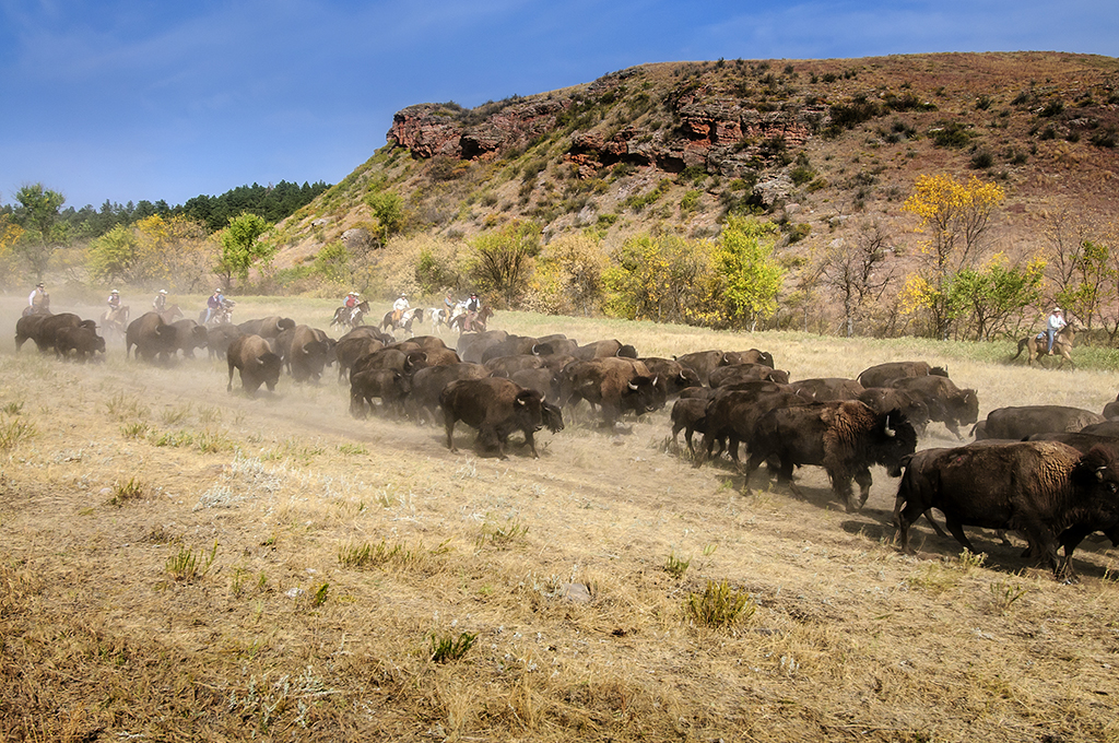 Custer State Park Roundup