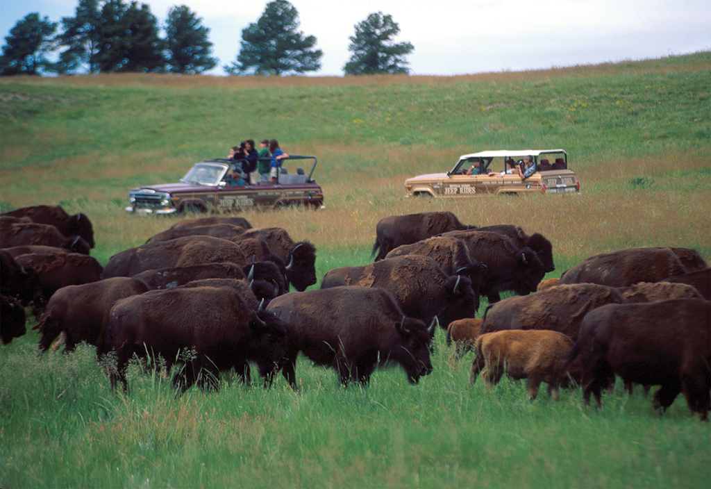 Buffalo Jeep Tour