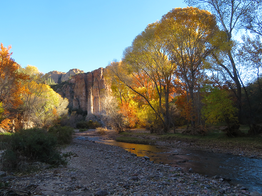 Fall Foliage in Aravaipa Canyon Wilderness