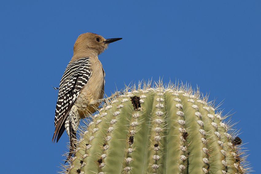 Gila woodpecker in the Aravaipa Canyon Wilderness