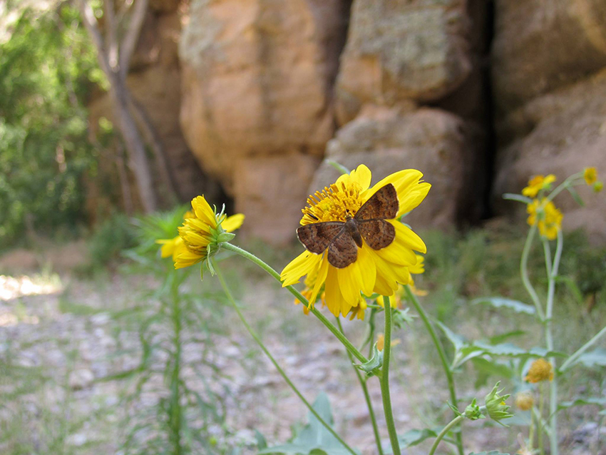Pollinators