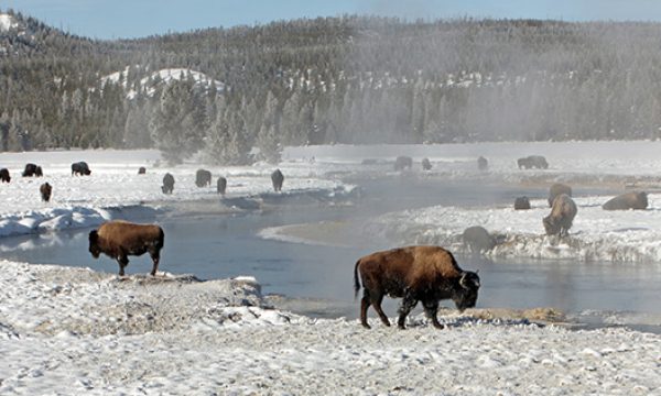 Happy Birthday Yellowstone Nationalpark